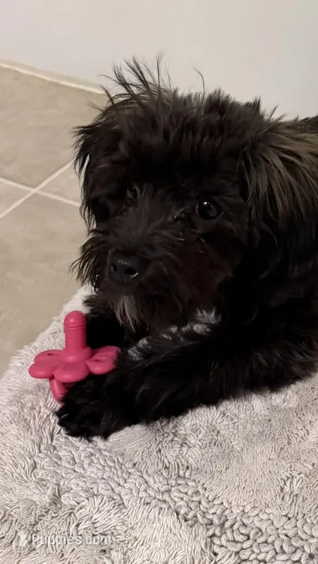 Winnie – Yorkipoo puppy for sale in Colorado Springs, CO