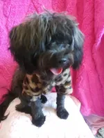 Winnie, a female Yorkipoo for sale in Colorado Springs, CO – Photo 4 of 5