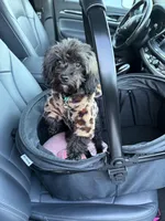 Winnie, a female Yorkipoo for sale in Colorado Springs, CO – Photo 3 of 5