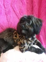 Winnie, a female Yorkipoo for sale in Colorado Springs, CO – Photo 2 of 5