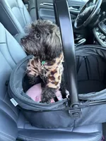 Winnie, a female Yorkipoo for sale in Colorado Springs, CO – Photo 5 of 5