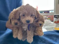Curly, a male Maltipoo for sale in Staten Island, NY – Photo 3 of 3