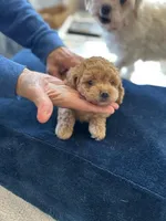 Curly, a male Maltipoo for sale in Staten Island, NY – Photo 2 of 3