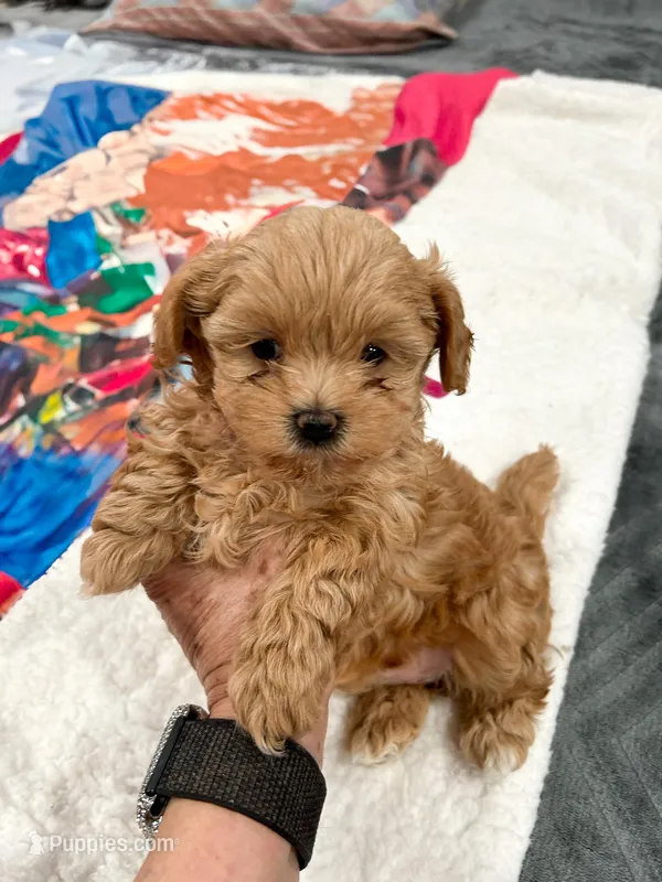 Curly – Maltipoo puppy for sale in Staten Island, NY