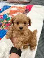 Curly, a male Maltipoo for sale in Staten Island, NY – Photo 1 of 3
