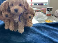Duke, a male Maltipoo for sale in Staten Island, NY – Photo 3 of 3