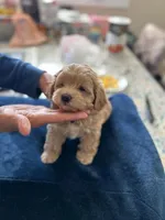 Duke, a male Maltipoo for sale in Staten Island, NY – Photo 2 of 3