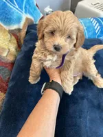 Duke, a male Maltipoo for sale in Staten Island, NY – Photo 1 of 3