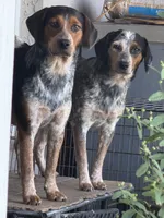 Rip, a male Australian Cattle Dog and Beagle for sale in De Leon Springs, FL – 2 of 4