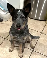 Lily and Scout, a female Australian Cattle Dog for sale in De Leon Springs, FL – 7 of 7