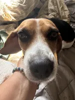 Zoey, a female Beagle for sale in De Leon Springs, FL – 2 of 3