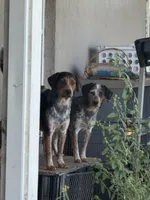 Rip, a male Australian Cattle Dog and Beagle for sale in De Leon Springs, FL – 3 of 4