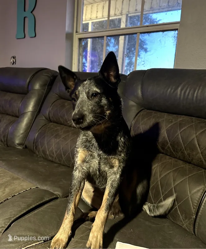 Lily and Scout – Australian Cattle Dog puppy for sale in De Leon Springs, FL