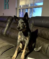 Lily and Scout, a female Australian Cattle Dog for sale in De Leon Springs, FL – 1 of 7