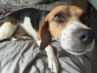 Zoey, a female Beagle for sale in De Leon Springs, FL – 3 of 3