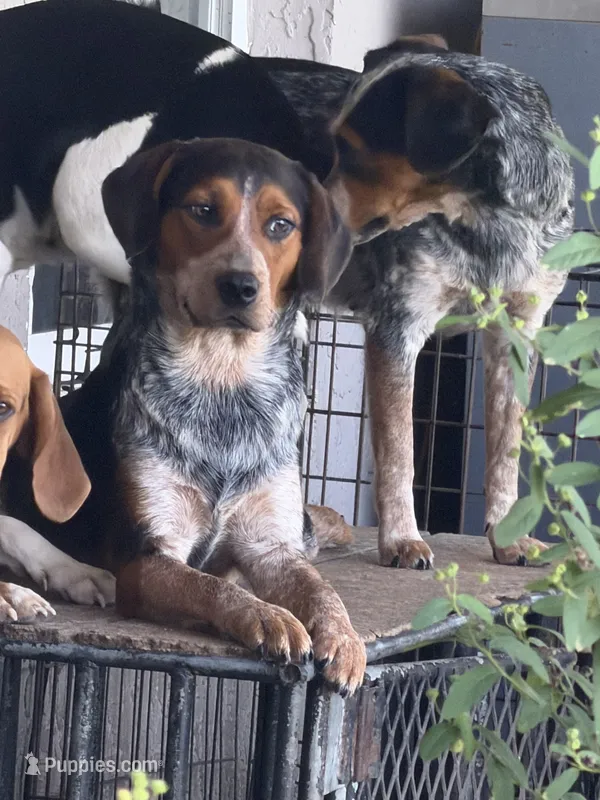 Rip – Australian Cattle Dog, Beagle puppy for sale in De Leon Springs, FL