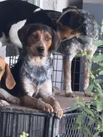 Rip, a male Australian Cattle Dog and Beagle for sale in De Leon Springs, FL – 1 of 4