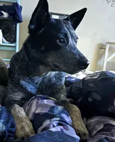 Lily and Scout, a female Australian Cattle Dog for sale in De Leon Springs, FL – 2 of 7