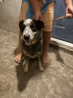 Lily and Scout, a female Australian Cattle Dog for sale in De Leon Springs, FL – 3 of 7
