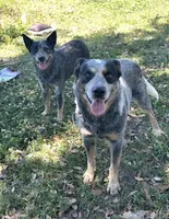 Lily and Scout, a female Australian Cattle Dog for sale in De Leon Springs, FL – 6 of 7