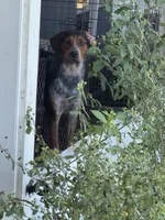 Rip, a male Australian Cattle Dog and Beagle for sale in De Leon Springs, FL – 4 of 4
