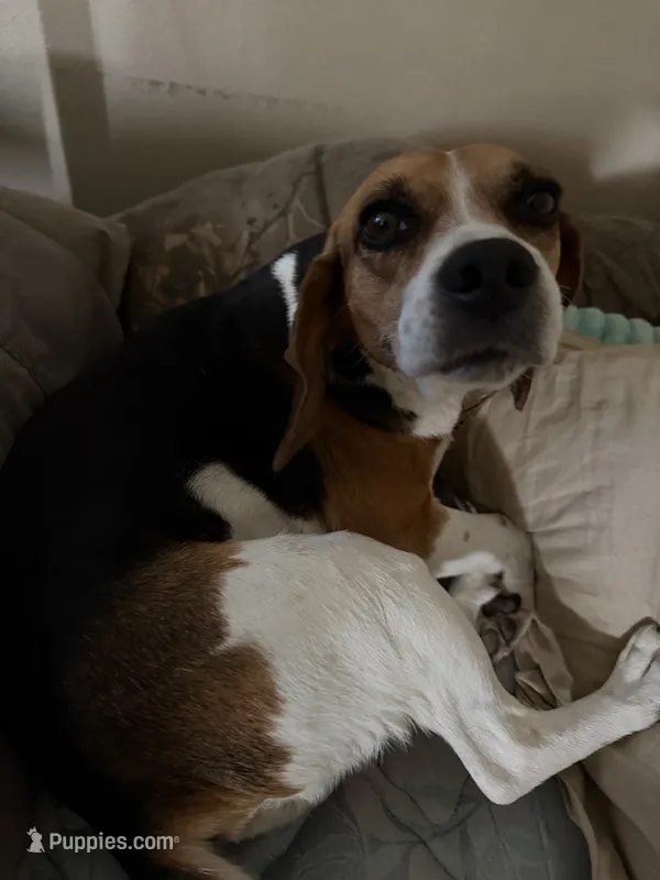 Zoey – Beagle puppy for sale in De Leon Springs, FL