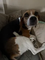 Zoey, a female Beagle for sale in De Leon Springs, FL – 1 of 3