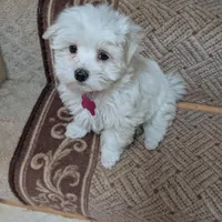 Albert, a male Maltese for sale in Doylestown, OH – Photo 3 of 5