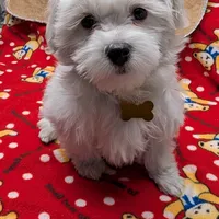 Albert, a male Maltese for sale in Doylestown, OH – Photo 2 of 5