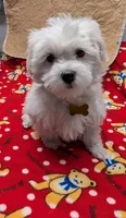Al, a male Maltese for sale in Doylestown, OH – Photo 2 of 3