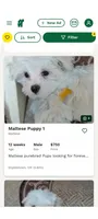 Albert, a male Maltese for sale in Doylestown, OH – Photo 4 of 5