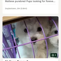 Albert, a male Maltese for sale in Doylestown, OH – Photo 1 of 5