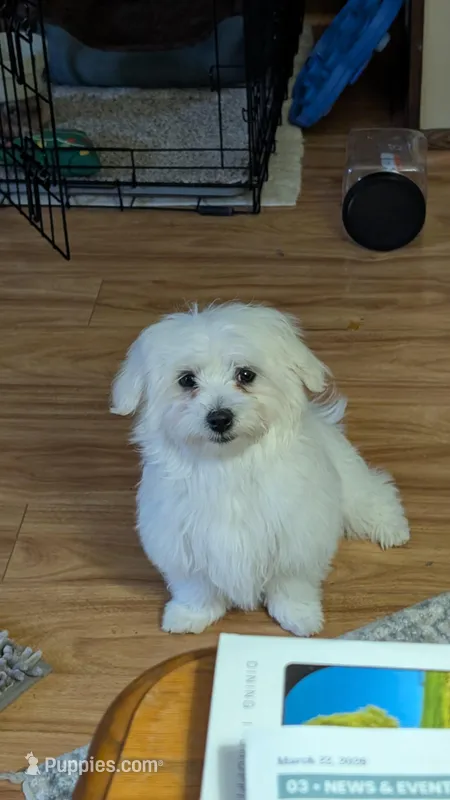Spanky – Maltese puppy for sale in Doylestown, OH