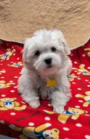 Spanky, a male Maltese for sale in Doylestown, OH – Photo 1 of 4