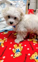 Spanky, a male Maltese for sale in Doylestown, OH – Photo 2 of 4