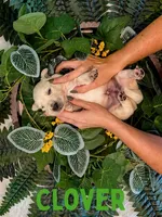 Aspen, a male Golden Retriever for sale in Waddell, AZ – 5 of 7