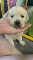 Petunia, a female Golden Retriever for sale in Waddell, AZ – 9 of 10