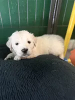 Petunia, a female Golden Retriever for sale in Waddell, AZ – 6 of 10
