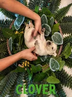 Aspen, a male Golden Retriever for sale in Waddell, AZ – 3 of 7