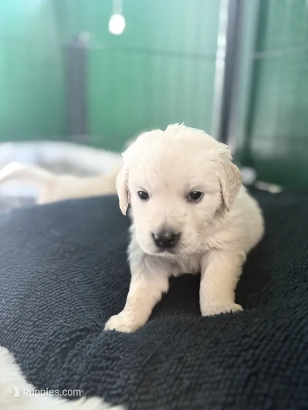 Petunia – Golden Retriever puppy for sale in Waddell, AZ