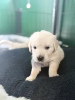 Petunia, a female Golden Retriever for sale in Waddell, AZ – 1 of 10