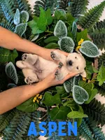 Aspen, a male Golden Retriever for sale in Waddell, AZ – 2 of 7