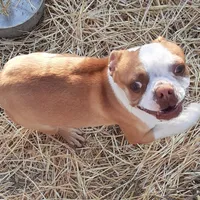 Dan, a male Boston Terrier for sale in Ordway, CO – Photo 2 of 9