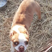 Dan, a male Boston Terrier for sale in Ordway, CO – Photo 7 of 9