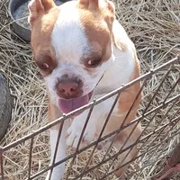 Dan, a male Boston Terrier for sale in Ordway, CO – Photo 6 of 9