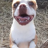Dan, a male Boston Terrier for sale in Ordway, CO – Photo 5 of 9