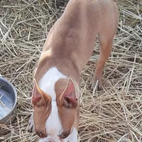 Dan, a male Boston Terrier for sale in Ordway, CO – Photo 1 of 9