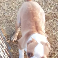 Dan, a male Boston Terrier for sale in Ordway, CO – Photo 9 of 9