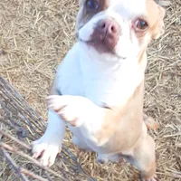 Dan, a male Boston Terrier for sale in Ordway, CO – Photo 8 of 9