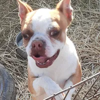 Dan, a male Boston Terrier for sale in Ordway, CO – Photo 3 of 9
